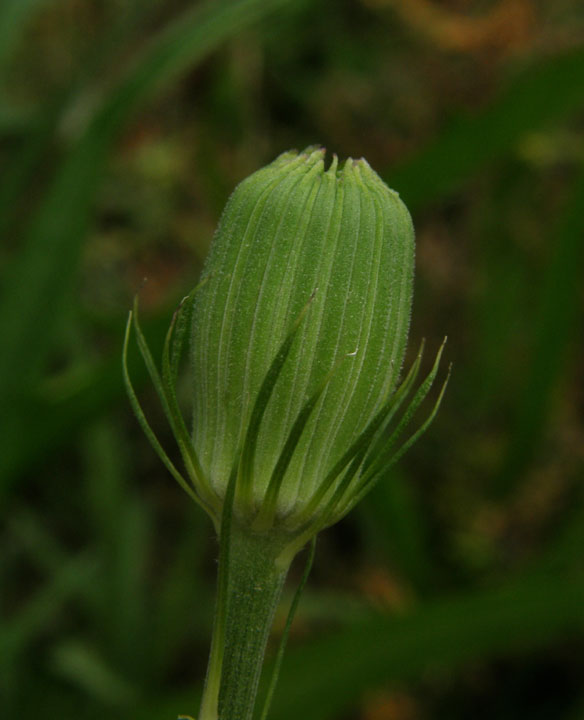 Anybody Seen My Focus?: Carolina Desert-chicory (Pyrrhopappus carolinianus)
