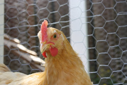 coop chicken decide wolfes tracking yahoo soon names ll let know