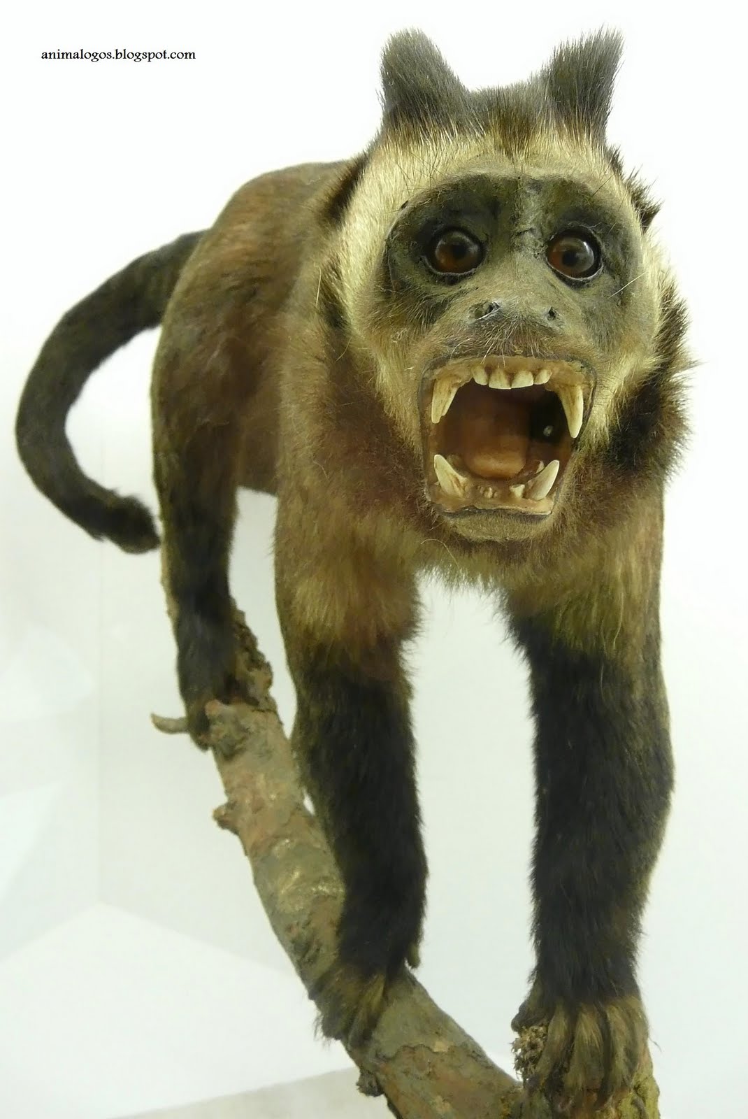 [Cebus+rubustus+Kulh.jpg]