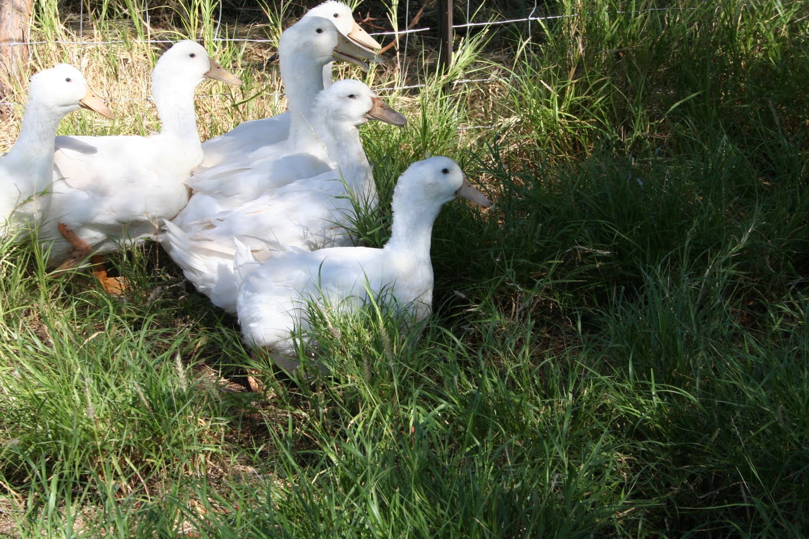 45LOVERS aylesbury ducks