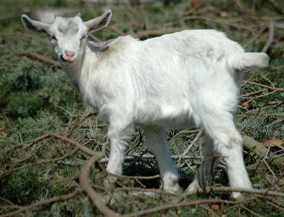 downloading pictures of baby goats wikipedia