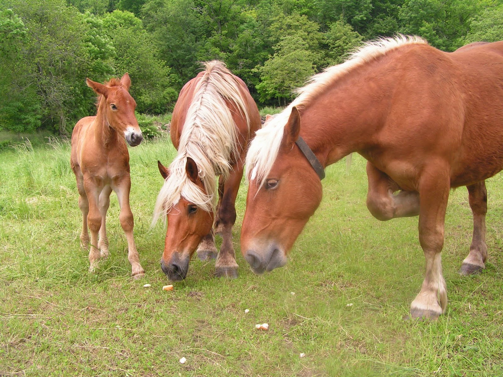 Combien Pese Un Cheval De Trait Cheval évasion: Saurais tu t'occuper d'un poulain