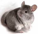 [chinchilla.jpg]