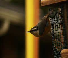 Red-Breasted Nuthatch