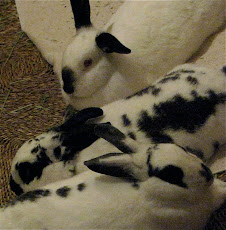 Rabbits3