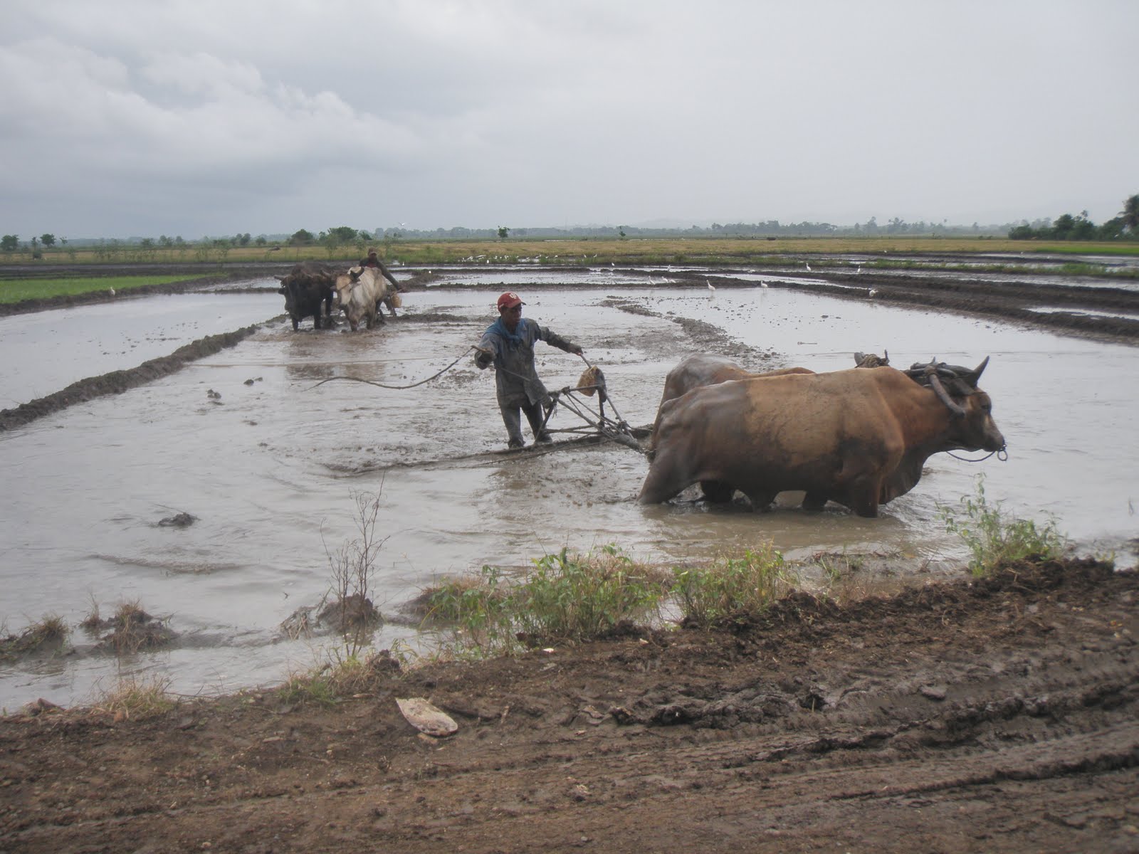 Trabajadores de la Tierra Yunta de Bueyes.