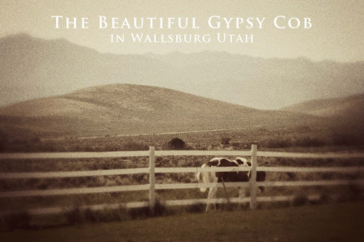 The Beautiful Gypsy Cob In Wallsburg Utah