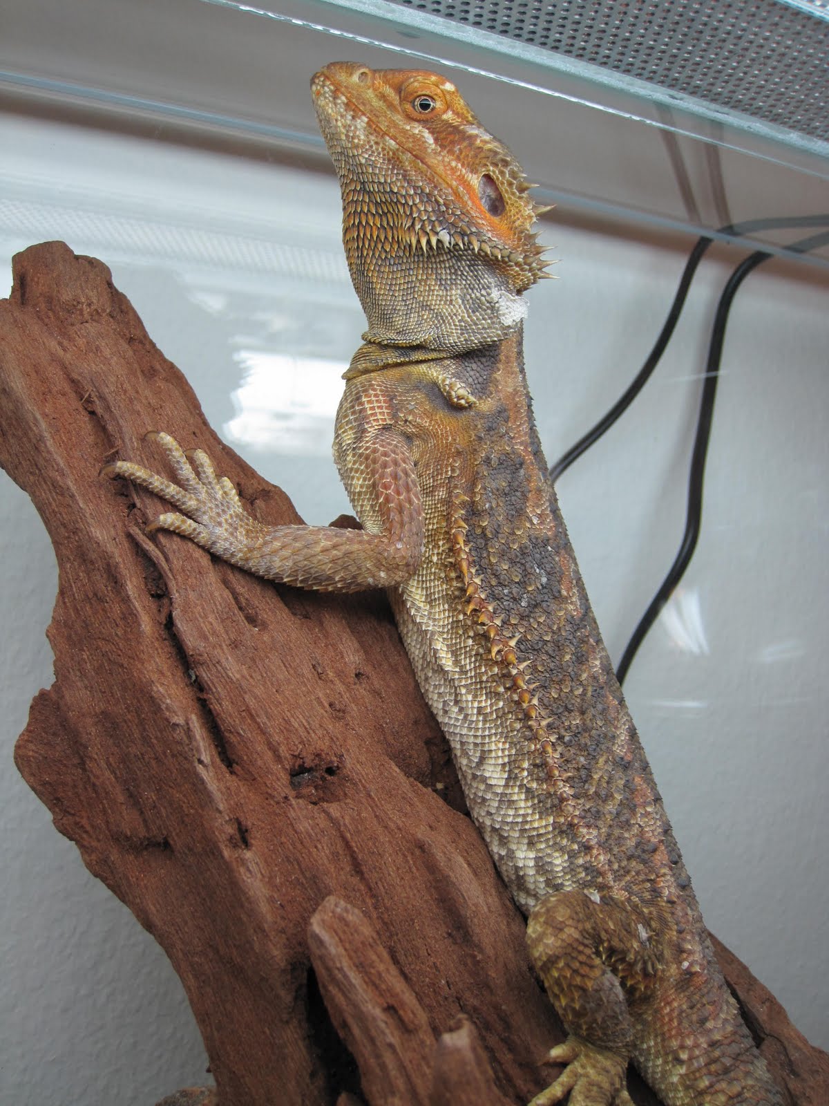 bearded-dragon-bed-diy-image-3