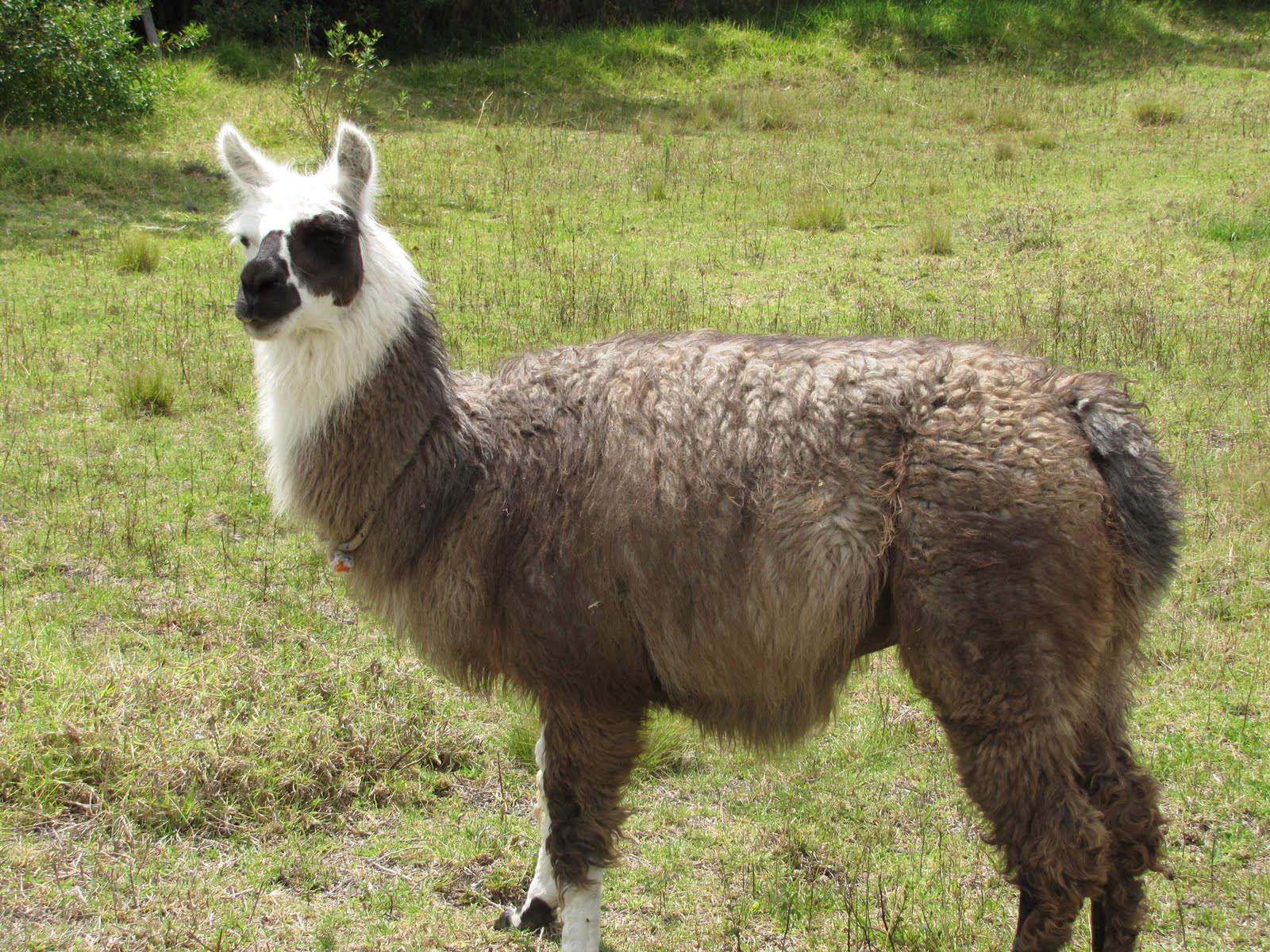 Tumbaco, Ecuador wide open world