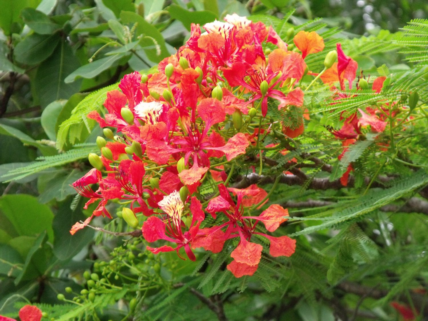 philipveerasingam: Flowering tree on the road to Negombo from Colombo ...