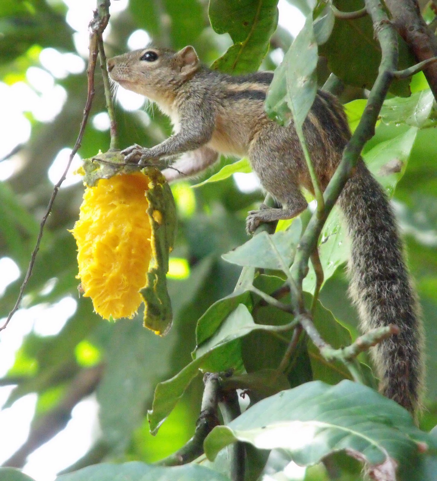philipveerasingam A squirrel enjoying a mango fruit.