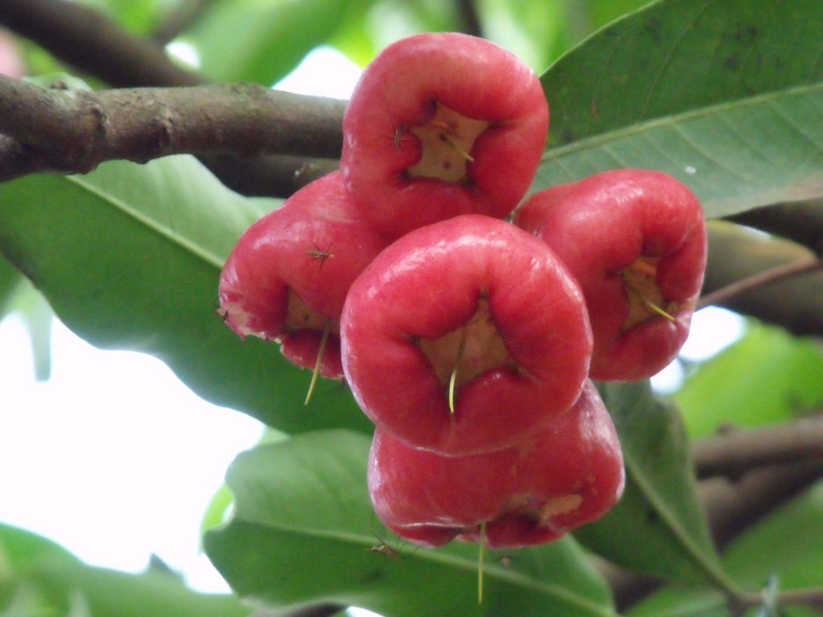 philipveerasingam 'Jambu' fruits, Avissawella, Sri Lanka. philipveerasingam 'Jambu' fruits, Avissawella, Sri Lanka.