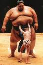 ,bashoinflatablesumo,japan,japanese,luchadores,rikishi,sumo,sumocasesumo costume,sumo deadlift,sumodesign,sumomawashi,sumorobots,sumosuit,sumosuits,sumovolleyball,sumo wrestler,sumo wrestlers,sumowrestling,sumos,wrestlers,yarbrough,yokozuna sumo 2