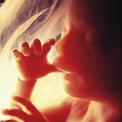 [Lennart-Nilsson-14.jpg]