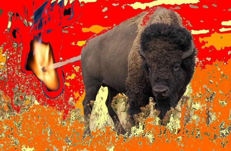 [explosao_ruminante.jpg]