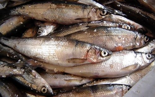 Виды рыб, обитающих в реке: полезная информация для рыболовов