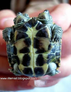 Two Headed Turtle 
