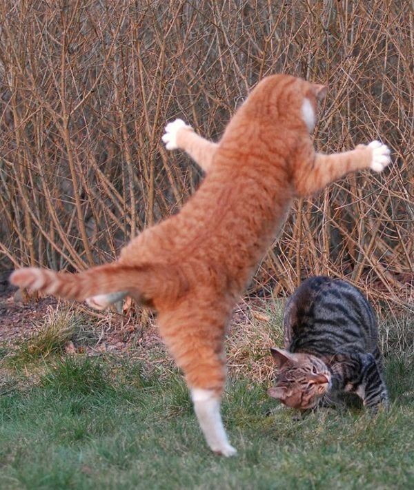funnymals__06.jpg
