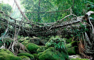 Root_Bridge__001.jpg