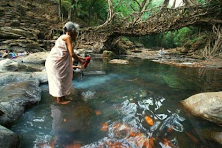 Root_Bridge__005.jpg