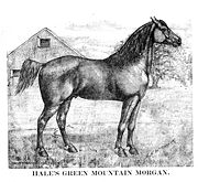 [Morgan+horse+1888.jpg]