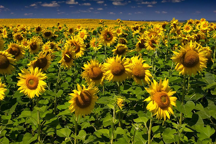 [Sunflower+field.jpg]