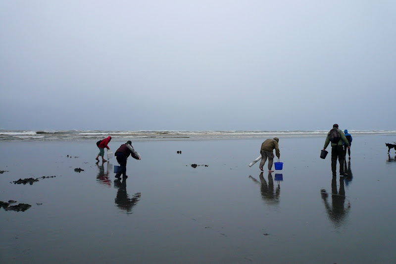 WASHINGTAM copalis beach clamming