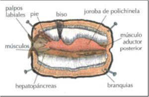 Semana De Las Ciencias Del Colegio Europa 1 Y 2 ESO Prof Pilar semana-de-las-ciencias-del-colegio-europa-1-y-2-eso-prof-pilar