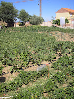 yo misma: mi huerto ecologico,
