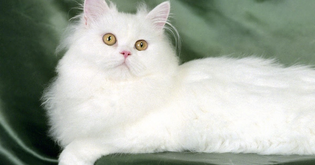 cat wallpaper free: Cute White Cat Wallpaper