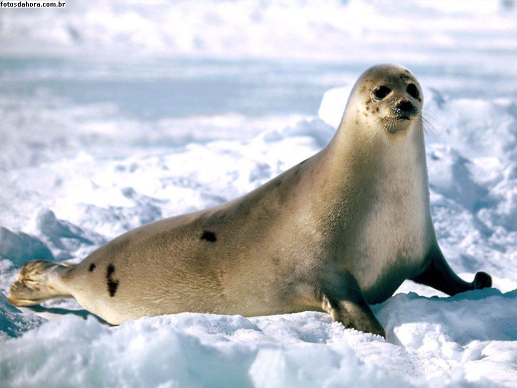 Animal Foca
