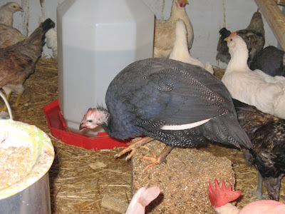 fowl saga guinea
