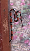 Tropical King Snake Tropical King Snake
