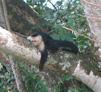 White-faced Capuchin in Costa Rica White-faced Capuchin in Costa Rica