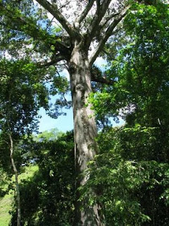 kapok tree kapok tree