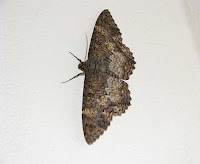 Costa Rica moth Costa Rica moth