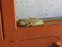 Costa Rica frog Costa Rica frog