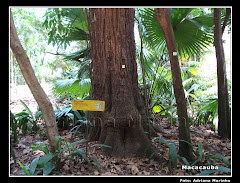 Macacaúba é nobre da Amazônia