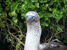 See These In The Galapagos!