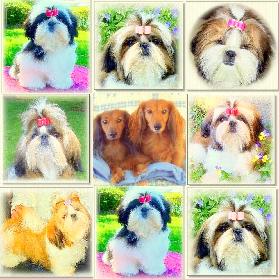 [collagedoggie+bows.jpg]
