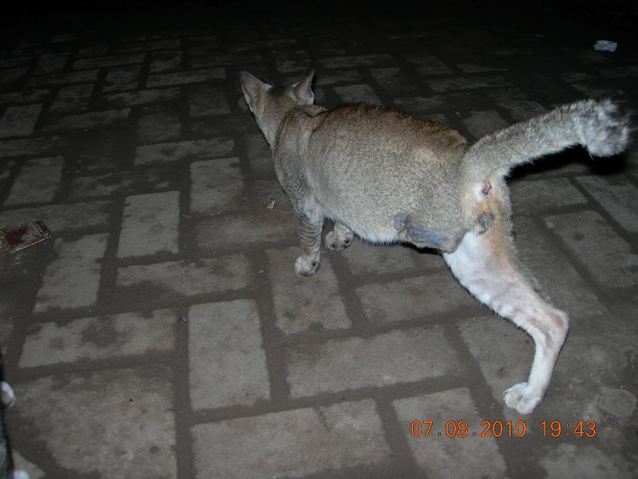 40+ Tren Gambar Kucing Belang Tiga