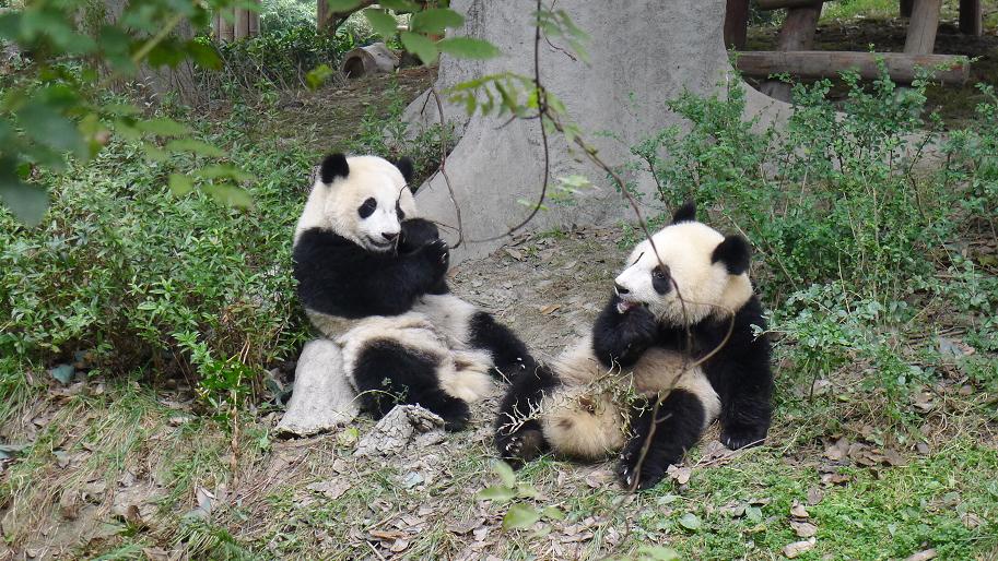 Vegetarianism is not just a diet, it's compassion, 吃素不僅是一种飲食习惯 ...