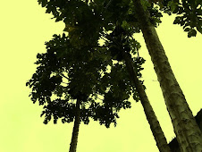A natureza tem lá suas sicronias