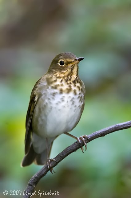 Linda Benson: Song of the Swainson's Thrush