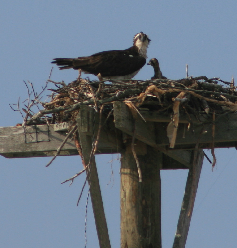Alison's blog Blooms and roots; the gardener Baby ospreys at Osprey Park