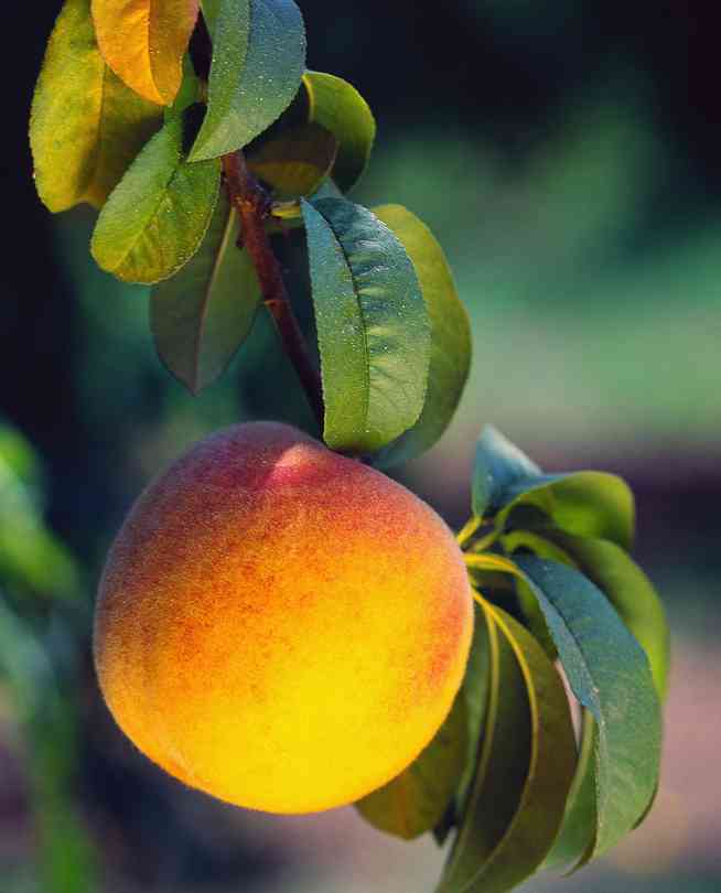 south carolina news & tidbits