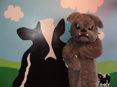 A bulldog and a cow???