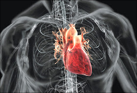 your heart 8 Langkah Membuat Jantung Anda Lebih Sehat