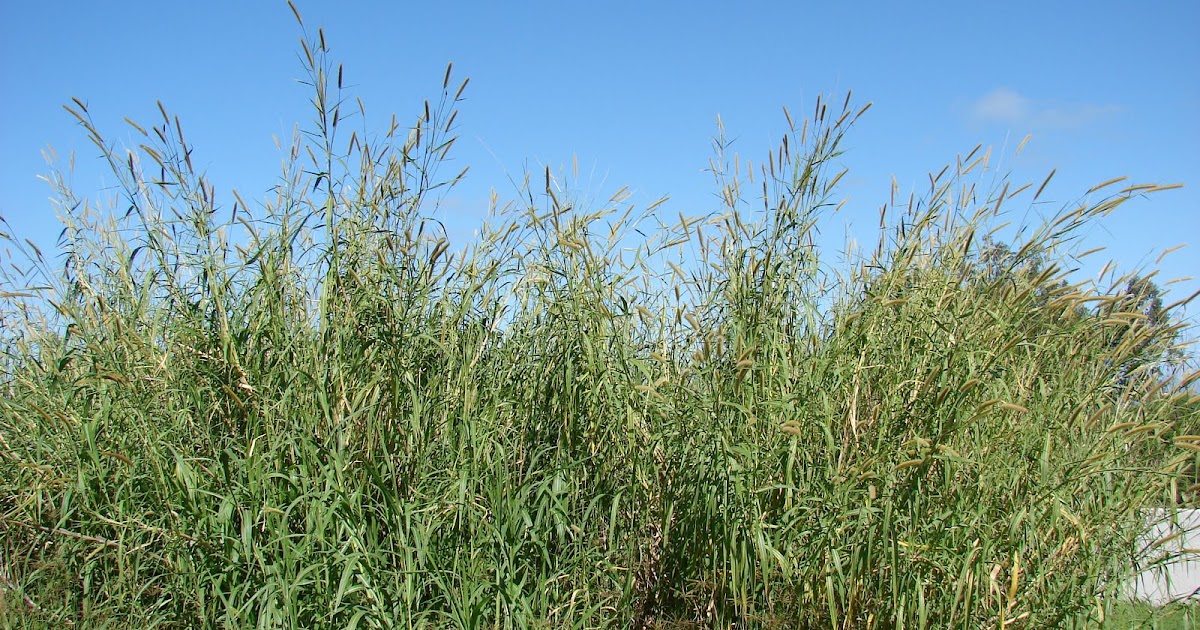 AboveCapricorn: Phytoremediation with Napier grass