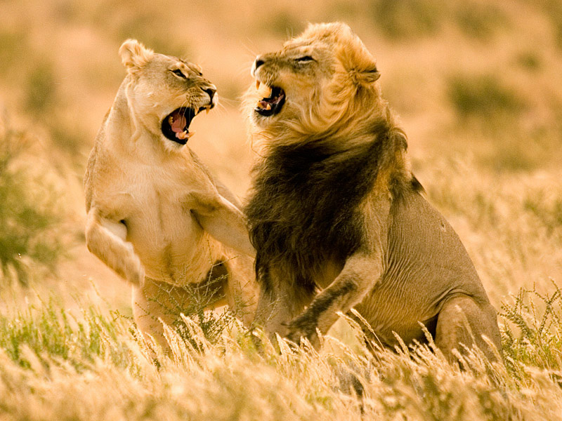 Wildlife Animals Pictures From Wildlife Animal Wildlife Animals